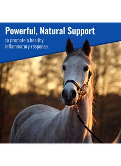 mushroom Matrix Om Mushroom Matrix - Equine | Wellbeing | USA Grown Human-Grade Organic Mushroom Powder Show Safe Horse Supplement | Wellness, Recovery, & Senior Support | 300 Grams, 10.5 oz  - Image 1