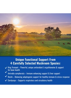 mushroom Matrix Om Mushroom Matrix - Equine | Wellbeing | USA Grown Human-Grade Organic Mushroom Powder Show Safe Horse Supplement | Wellness, Recovery, & Senior Support | 300 Grams, 10.5 oz  - Image 2