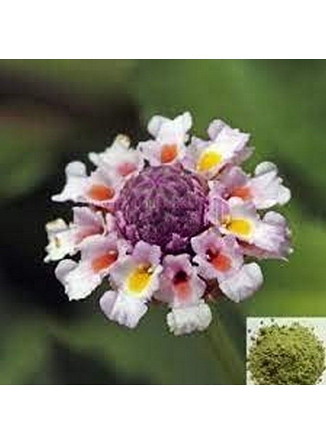 Saara Poduthalai Powder Lippia Nodiflora Phyla Nodiflora Powder100G - Image 3