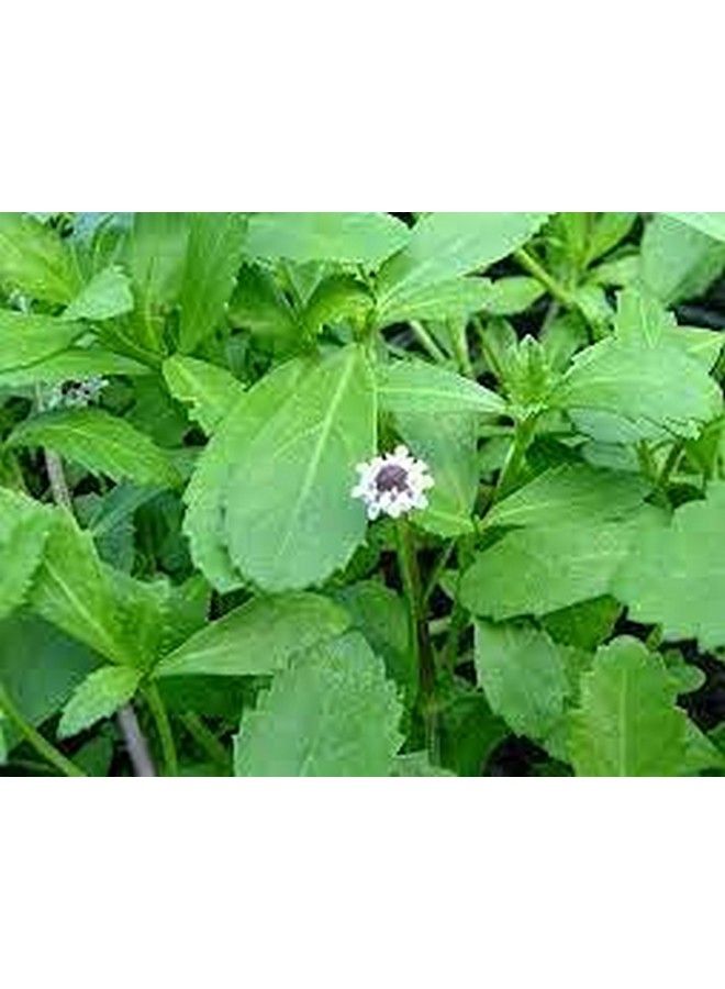 Saara Poduthalai Powder Lippia Nodiflora Phyla Nodiflora Powder100G - Image 5