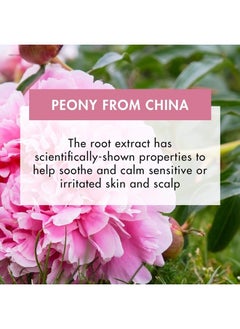 Klorane Shampoo with Peony, Soothing Relief for Dry Itchy Flaky Sensitive Scalp, pH Balanced, Provides Scalp Comfort, 13.5 fl. oz.  - Image 3