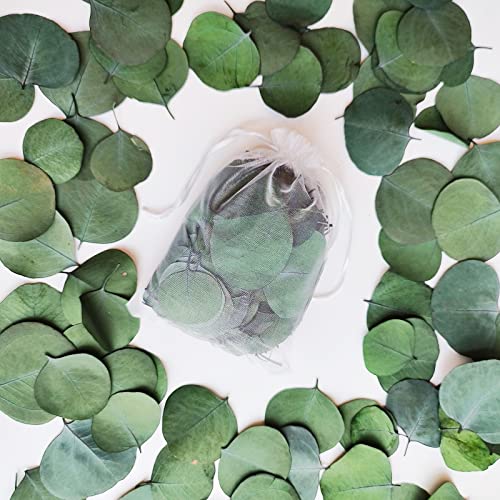 NKYUX 300+ Pcs Dried Real Eucalyptus Leaves, Rustic Boho Wedding Table Decor, 100% Natural Preserved Silver Dollar Eucalyptus Decor Green Leaves, Biodegradable Confetti for Weeding, DIY, Baby Shower, Cake1 - Image 3