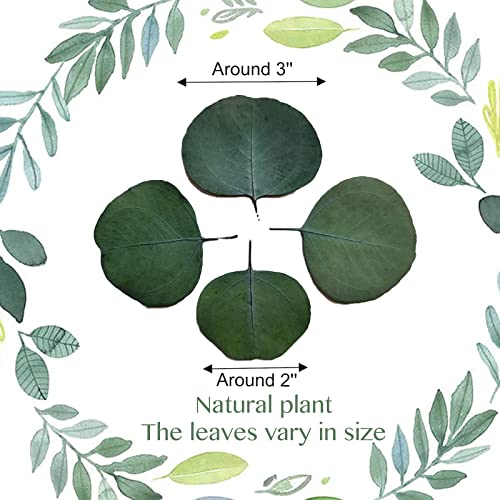 NKYUX 300+ Pcs Dried Real Eucalyptus Leaves, Rustic Boho Wedding Table Decor, 100% Natural Preserved Silver Dollar Eucalyptus Decor Green Leaves, Biodegradable Confetti for Weeding, DIY, Baby Shower, Cake1 - Image 2