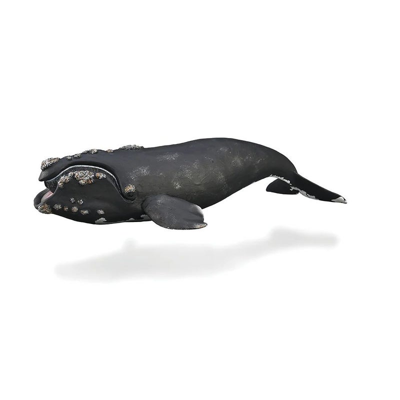 Collecta - Right Whale - 88740
