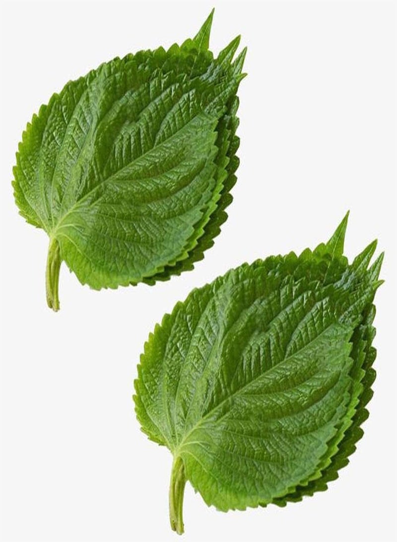 GGOOT 200pcs Perilla Seeds Delicate Peach Heart-Shaped Green Leaves Shiso Easy to Plant Don't Need Much Care Evergreen Decoration Enjoy Joy of Harvest - Image 1