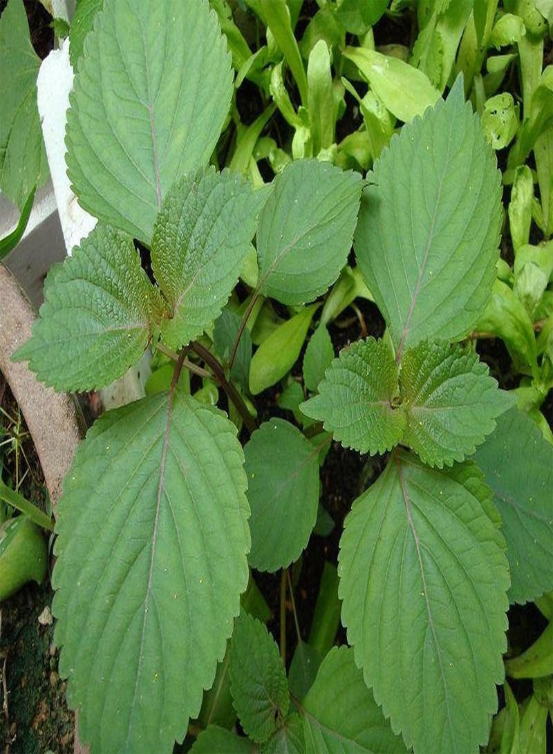 GGOOT 200pcs Perilla Seeds Delicate Peach Heart-Shaped Green Leaves Shiso Easy to Plant Don't Need Much Care Evergreen Decoration Enjoy Joy of Harvest - Image 3