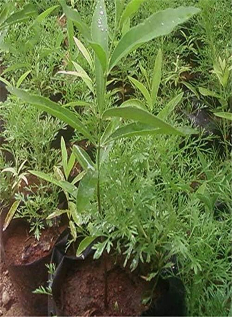 جي جوت 20 قطعة/حزمة بذور خشب الصندل شجرة الصندل ألبوم سانتالوم ساندرز النادرة - Image 1