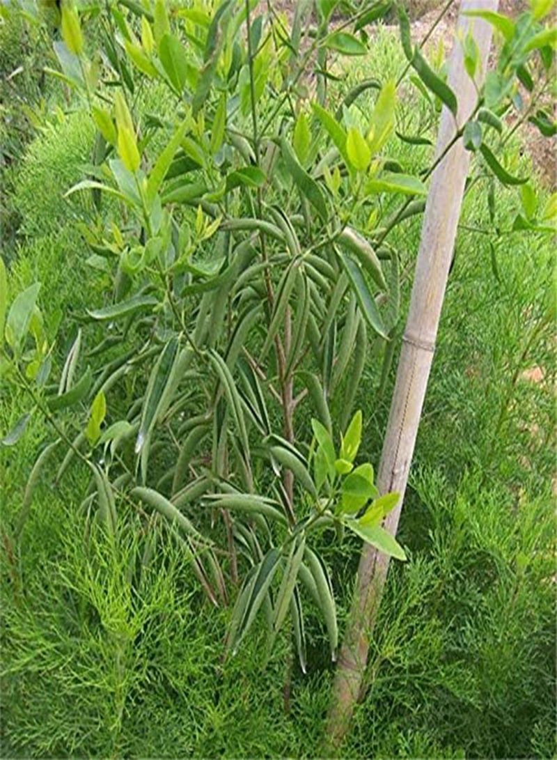 جي جوت 20 قطعة/حزمة بذور خشب الصندل شجرة الصندل ألبوم سانتالوم ساندرز النادرة - Image 3