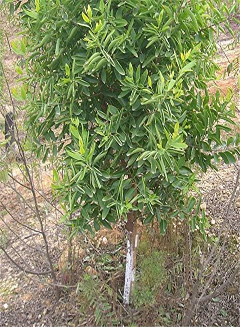 جي جوت 20 قطعة/حزمة بذور خشب الصندل شجرة الصندل ألبوم سانتالوم ساندرز النادرة - Image 2