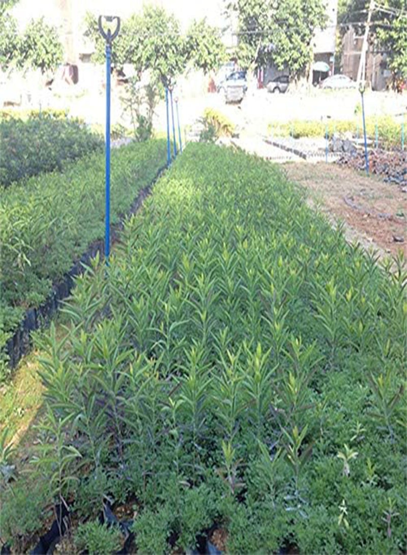 جي جوت 20 قطعة/حزمة بذور خشب الصندل شجرة الصندل ألبوم سانتالوم ساندرز النادرة - Image 4