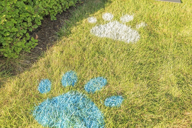 Testors Spray Chalk, White, 6 Ounce (Pack of 1), 307587 - Image 4