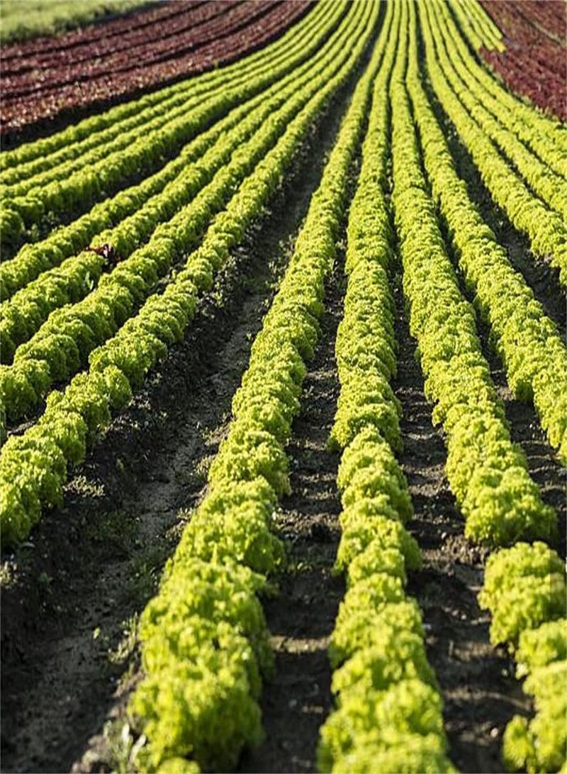 جي جوت بذور الخس للزراعة في الهواء الطلق، بذور بكميات كبيرة، بذور للزراعة، مجموعة أدوات زراعة الأعشاب، زراعة الخضراوات - 500 قطعة - Image 1