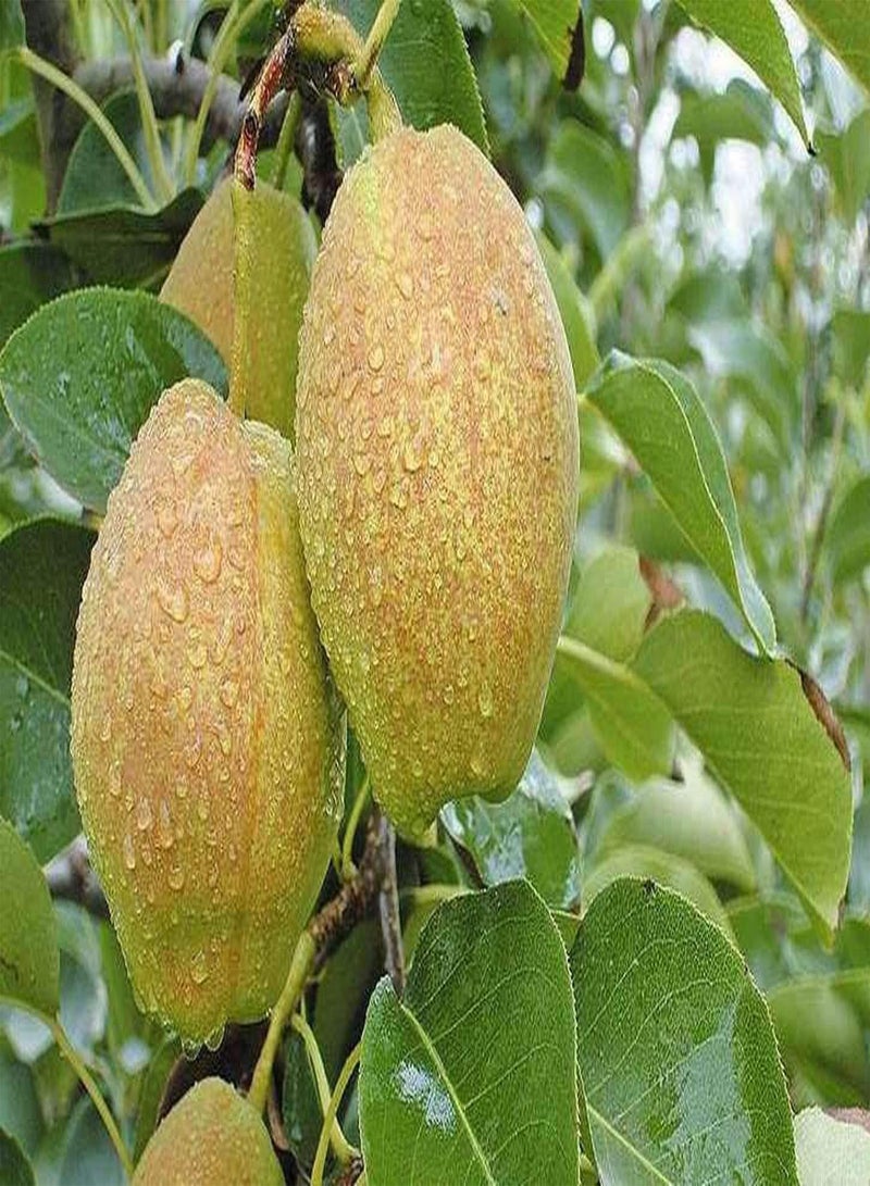 GGOOT 50Stück Birnensamen Reiches Aroma Blühende Birnenbaumsamen Anbaumethode Einfache Gartenfarm Pflanzung Notwendiger Mehrzweck - Image 4