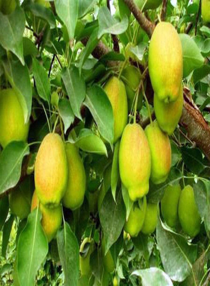 GGOOT 50Stück Birnensamen Reiches Aroma Blühende Birnenbaumsamen Anbaumethode Einfache Gartenfarm Pflanzung Notwendiger Mehrzweck - Image 3