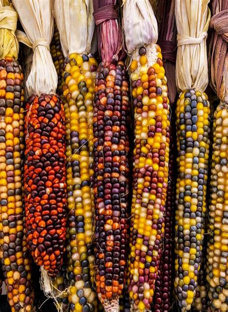 GGOOT 50Seeds Rainbow Corn Seeds Delicious Garden Yard Mixed Sweetcorn Seeds for Planting Garden Yard Mixed Color Corn Seeds - Image 1