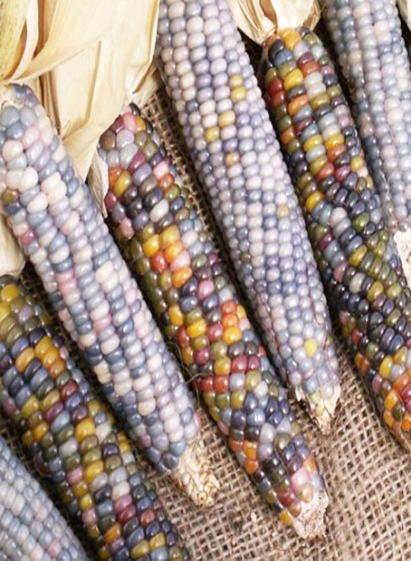 GGOOT 50Seeds Rainbow Corn Seeds Delicious Garden Yard Mixed Sweetcorn Seeds for Planting Garden Yard Mixed Color Corn Seeds - Image 5