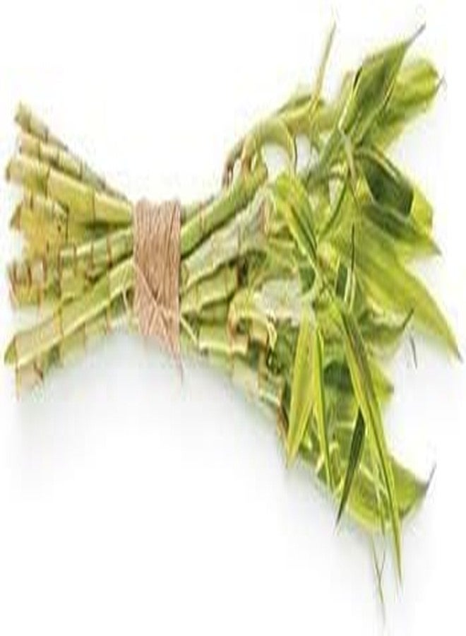 human kind Human+Kind Body Scrub - Exfoliating, Hydrating Body Polish that Scrubs Away Dead Skin Cells - Clarifying Treatment for Soft, Smooth Skin with Bamboo Extract Beads - Vegan and Cruelty Free - 6.76 oz - Image 4