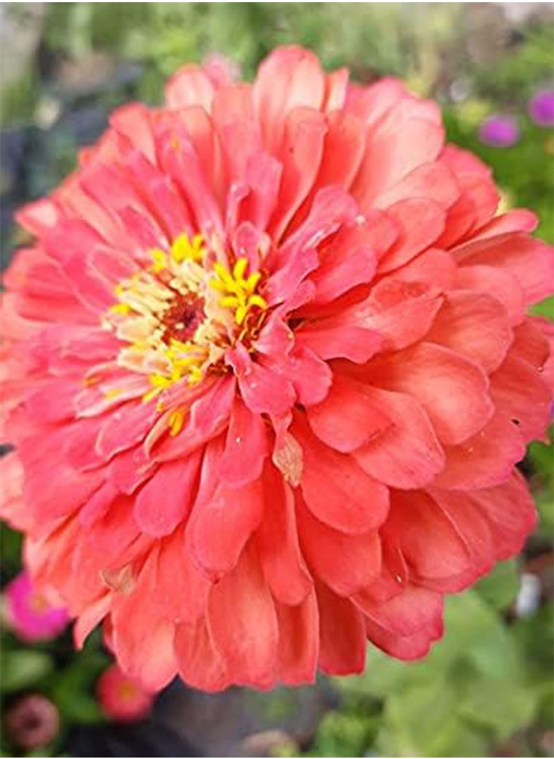 GGOOT - SEEDS ZINNIA ELEGANS QUEEN RED LIME - Image 1