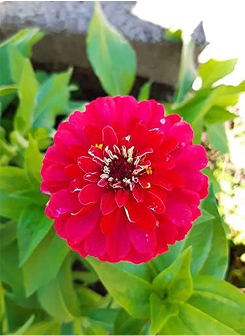 SEEDS ZINNIA ELEGANS QUEEN RED LIME