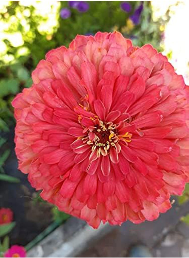 GGOOT - SEEDS ZINNIA ELEGANS QUEEN RED LIME - Image 1