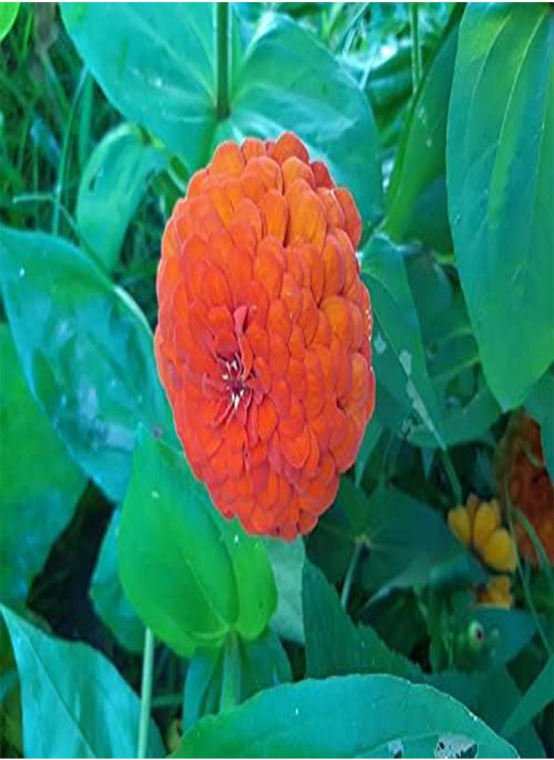 GGOOT - SEEDS ZINNIA ELEGANS QUEEN RED LIME - Image 1