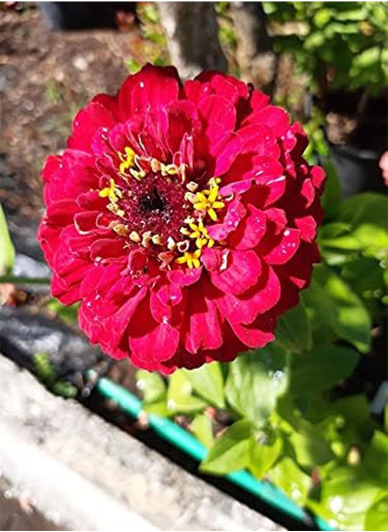 GGOOT - SEEDS ZINNIA ELEGANS QUEEN RED LIME - Image 1