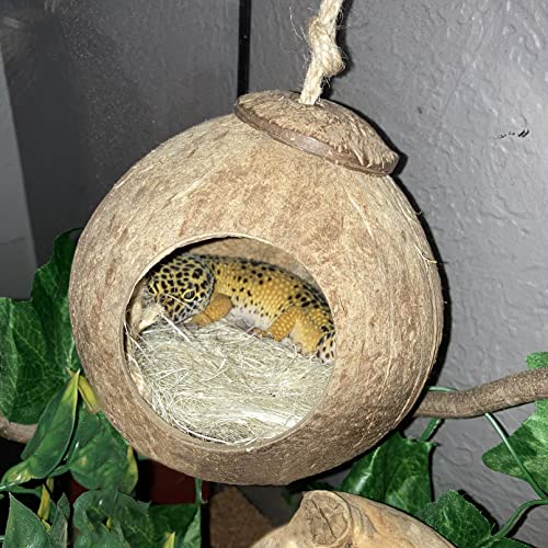 kathson Gecko Coco Hut Lizard Coconut Hide Cave Natural Coconuts Husk Reptile Hanging Nest Habitat Decor Bearded Dragon Terrarium Accessories for Crested Gecko Chameleon Snake Spider 4 PCS - Image 3