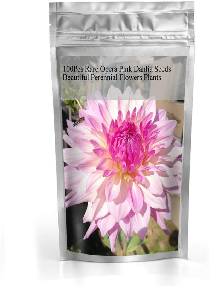 GGOOT 100Pcs Rare Blue and White Point Dahlia Seeds Beautiful Perennial Flowers Plants - Image 2