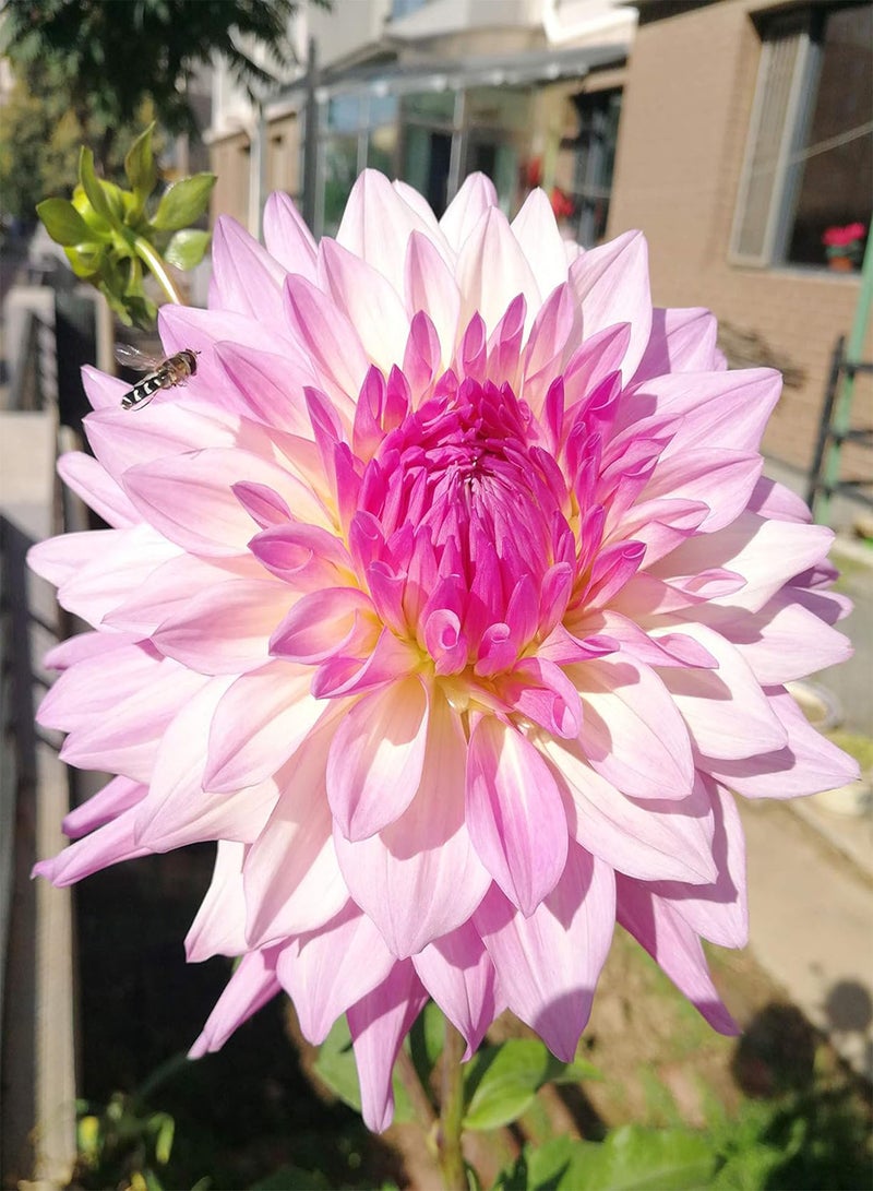 GGOOT 100Pcs Rare Blue and White Point Dahlia Seeds Beautiful Perennial Flowers Plants - Image 1