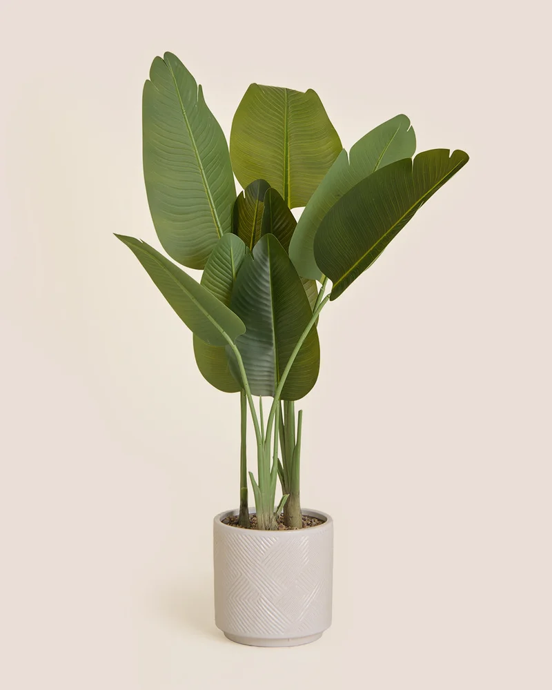 REDTAG Artificial Banana Tree In Ceramic Pot 125cm