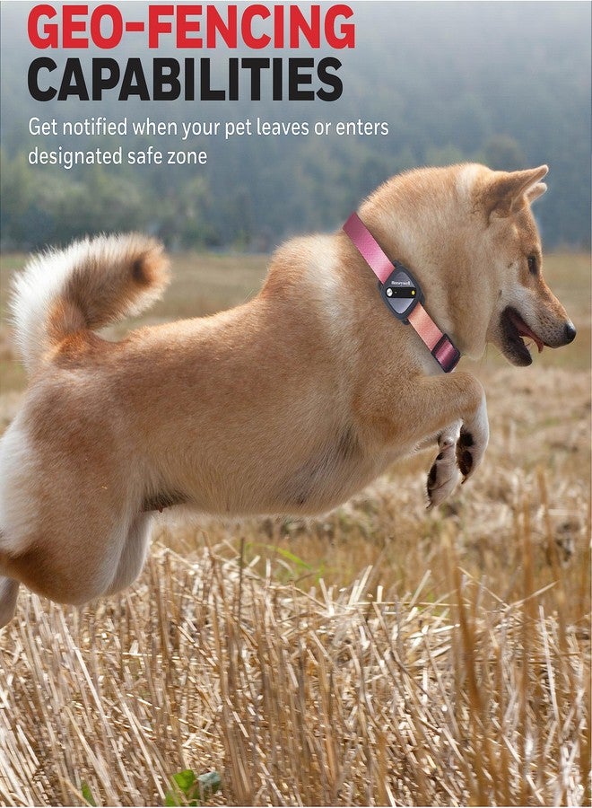 Honeywell Pet Activity Tracker with GPS for Dogs, Gradient- Use Your Collar or Included One-Size-Fits-All Collar- Geo-Fencing, Find-My-Pet Alarm, and Review History- Perfect Dog Fitness Tracker - Image 3
