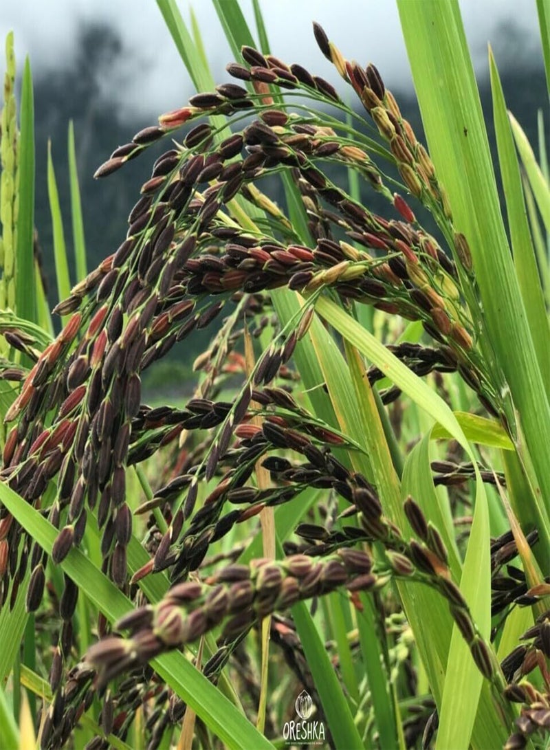 GGOOT Wild Black Rice 200 PCS Fresh Seeds, Zizania aquatica, Rice Seeds, Wild Rice, Indian Rice, Water Oats, Rare Seeds, Organic Seeds, Non GMO  - Image 1