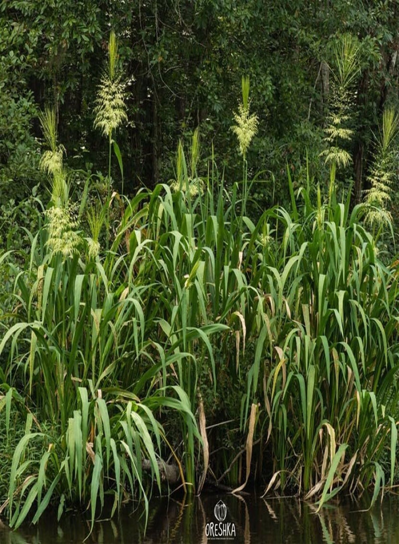GGOOT Wild Black Rice 200 PCS Fresh Seeds, Zizania aquatica, Rice Seeds, Wild Rice, Indian Rice, Water Oats, Rare Seeds, Organic Seeds, Non GMO  - Image 2