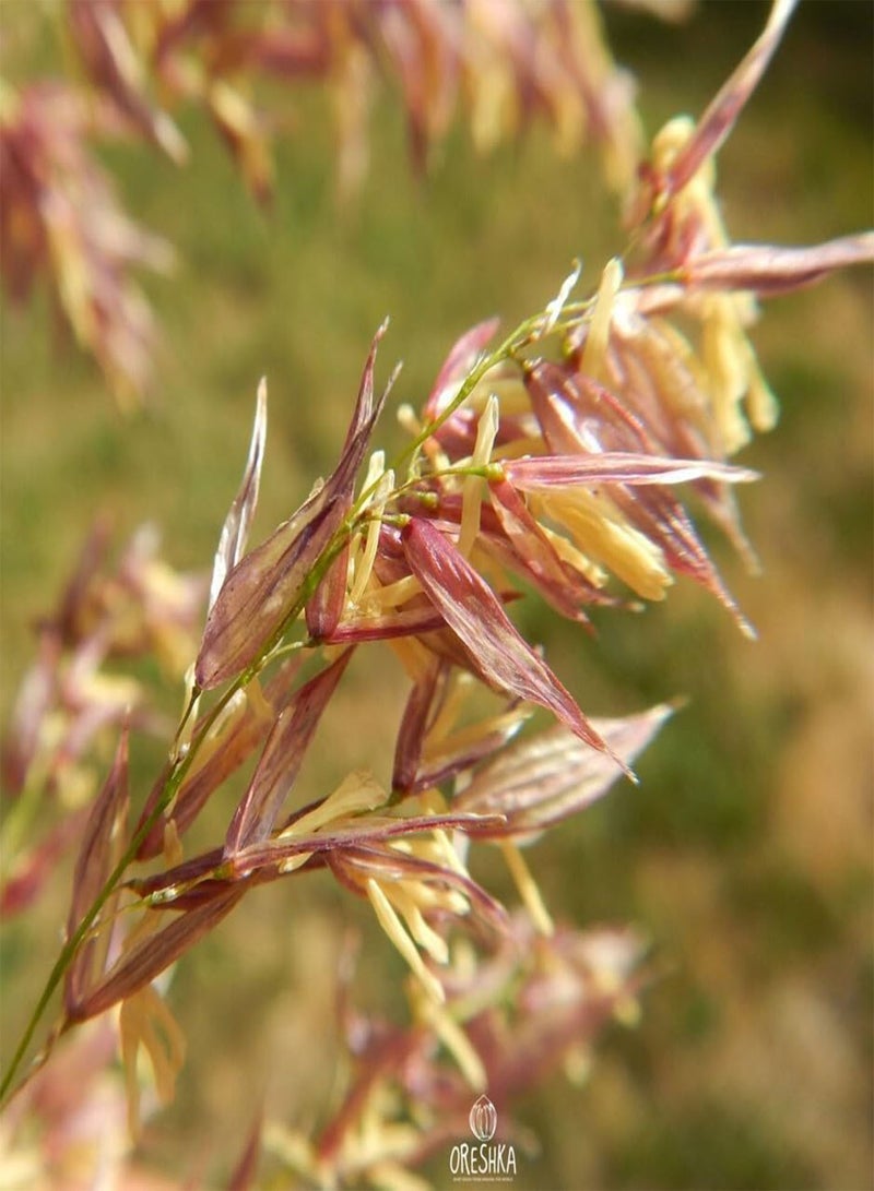 GGOOT Wild Black Rice 200 PCS Fresh Seeds, Zizania aquatica, Rice Seeds, Wild Rice, Indian Rice, Water Oats, Rare Seeds, Organic Seeds, Non GMO  - Image 5