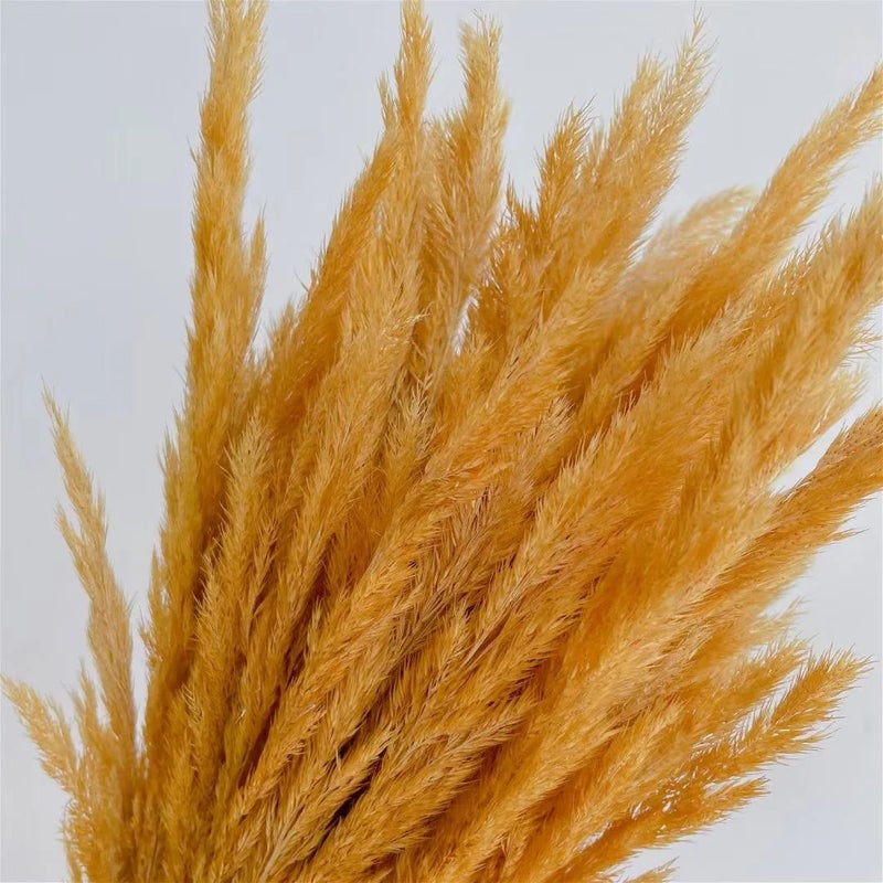 Bluejw Natural Dried Pampas Grass Decor - 30 Stems Golden Small Boho Pampas Dry Flower for Wedding Home Events - Dried Plants Included - Image 3