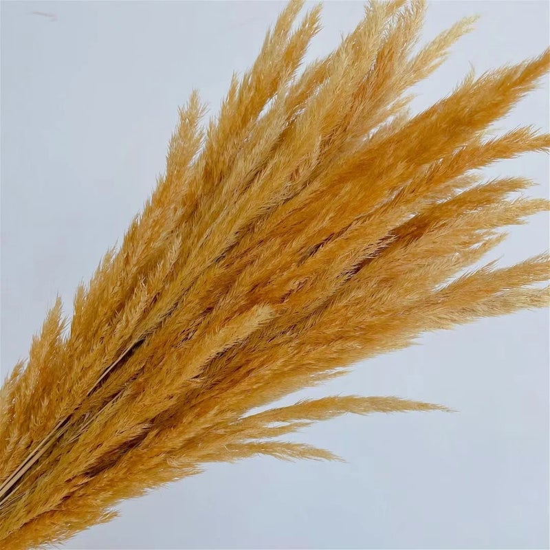 Bluejw Natural Dried Pampas Grass Decor - 30 Stems Golden Small Boho Pampas Dry Flower for Wedding Home Events - Dried Plants Included - Image 4