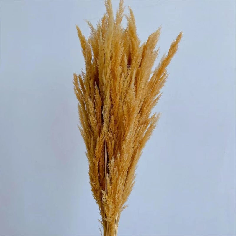 Bluejw Natural Dried Pampas Grass Decor - 30 Stems Golden Small Boho Pampas Dry Flower for Wedding Home Events - Dried Plants Included - Image 2