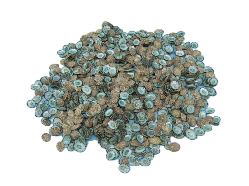 Chichester Inc Green Limpet Shells 1 lb 500 Pieces F6