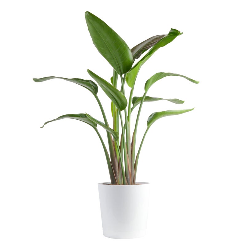Costa Farms White Bird of Paradise, Strelitzia nicolai, Live Indoor Plant in DÃ©cor Planter Pot, Air-Purifying Tropical Houseplant, Housewarming Gift, Living Room, Office, and Home Decor, 2-3 Feet Tall - Image 1