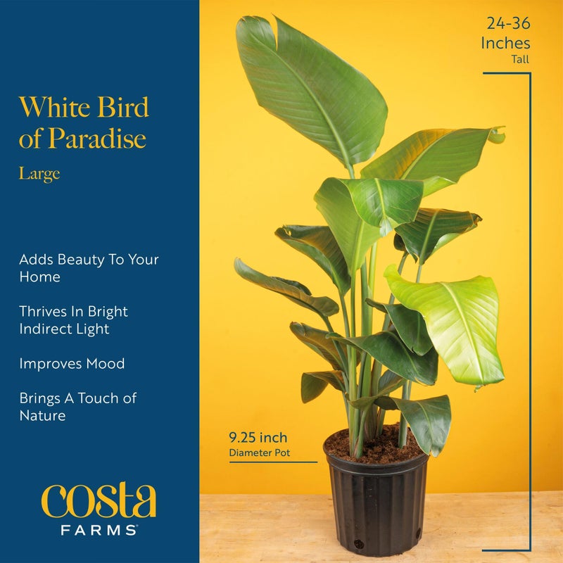 Costa Farms White Bird of Paradise, Strelitzia nicolai, Live Indoor Plant in DÃ©cor Planter Pot, Air-Purifying Tropical Houseplant, Housewarming Gift, Living Room, Office, and Home Decor, 2-3 Feet Tall - Image 4