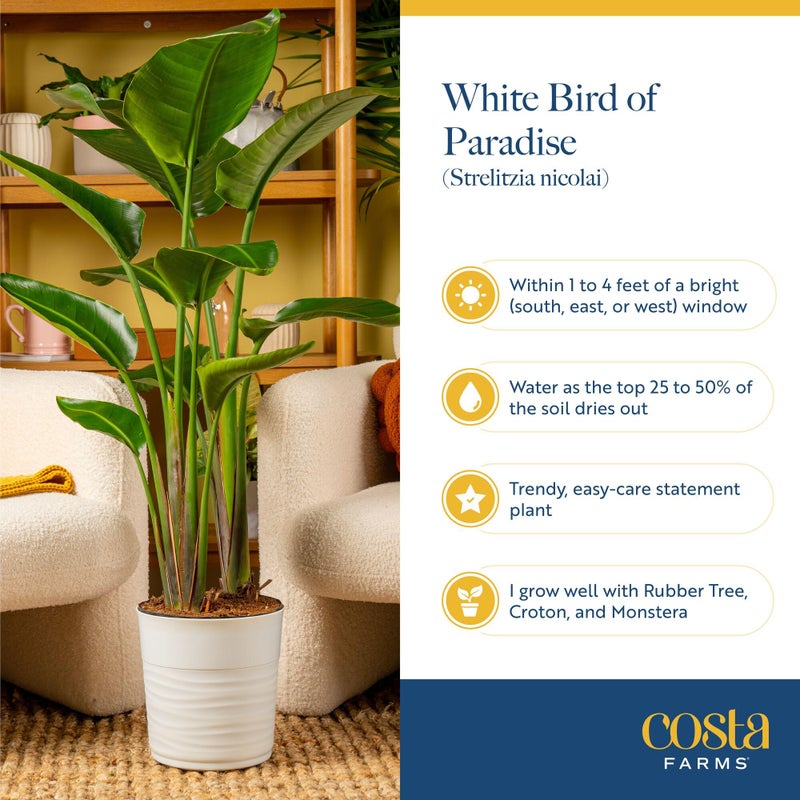 Costa Farms White Bird of Paradise, Strelitzia nicolai, Live Indoor Plant in DÃ©cor Planter Pot, Air-Purifying Tropical Houseplant, Housewarming Gift, Living Room, Office, and Home Decor, 2-3 Feet Tall - Image 5