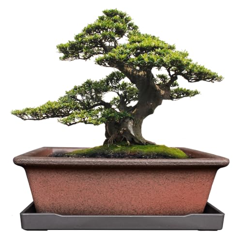 MUZHI Decorative Ceramic Bonsai Planter Pot 8.5 Inch with Tray, Breathable Unglazed Rectangle Terracotta Clay Pot for Tree Succulent Cactus Indoor Outdoor Red Brown - Image 1