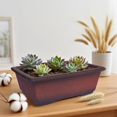 MUZHI Decorative Ceramic Bonsai Planter Pot 8.5 Inch with Tray, Breathable Unglazed Rectangle Terracotta Clay Pot for Tree Succulent Cactus Indoor Outdoor Red Brown - Image 5
