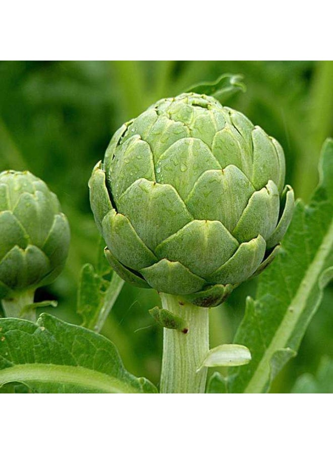 Artichoke Green Globe Vegetable Seeds