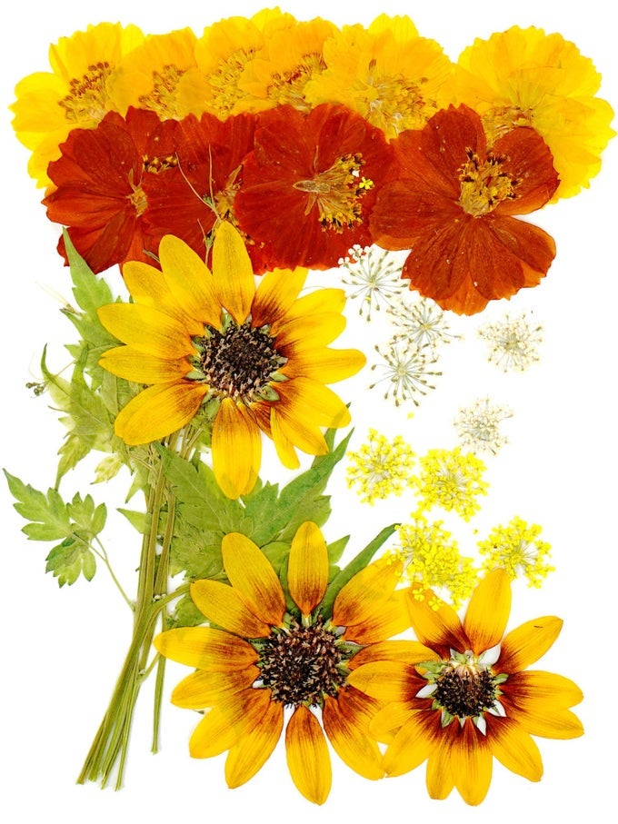 BIG DRIED FLOWERS FOR RESIN MOLD PRESSED FLOWER NATRUAL DRY LEAVES PLANT HERBARIUM FOR SCRAPBOOKING SUPPLIES CANDLE MAKING YELLOW SUNFLOWERS