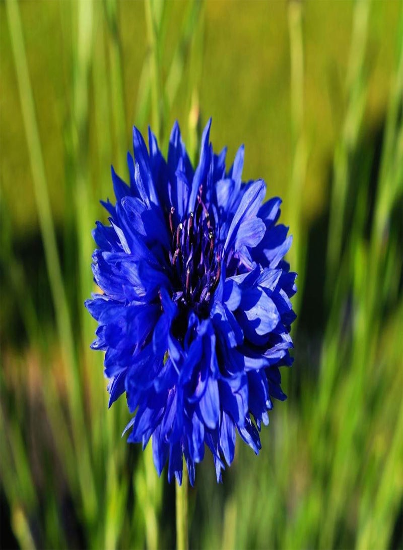 100 بذور Centaurea Cyanus Blue Boy - زهرة الذرة الزرقاء / زهرة الذرة - 100 بذرة