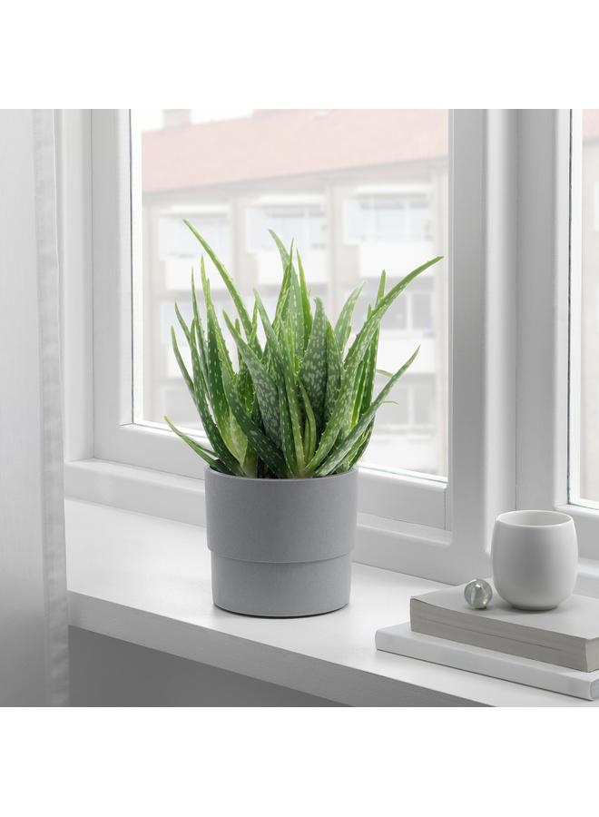 Zaboon Plant pot, in/outdoor grey, 12 cm - Image 5