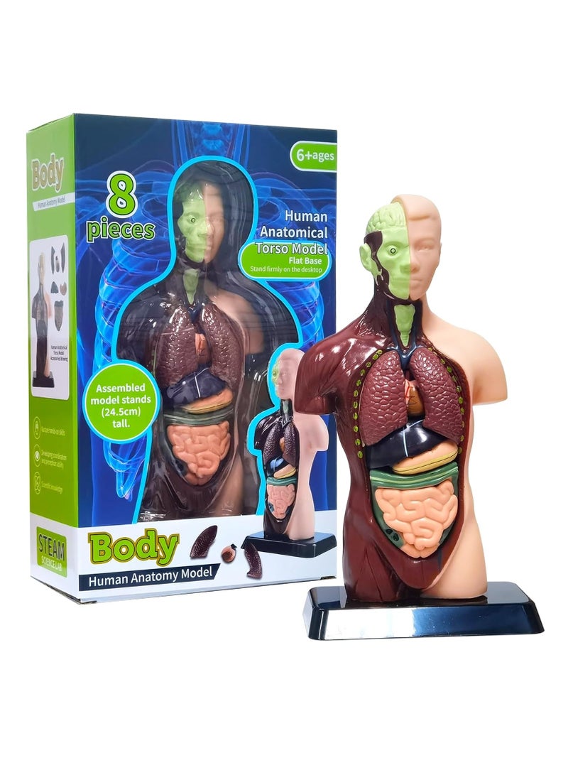 Human Body Assembly Model For Children, 8 Detachable Parts Human Torso Anatomy Model, Preschool And School Medical Education Science Set - Image 1