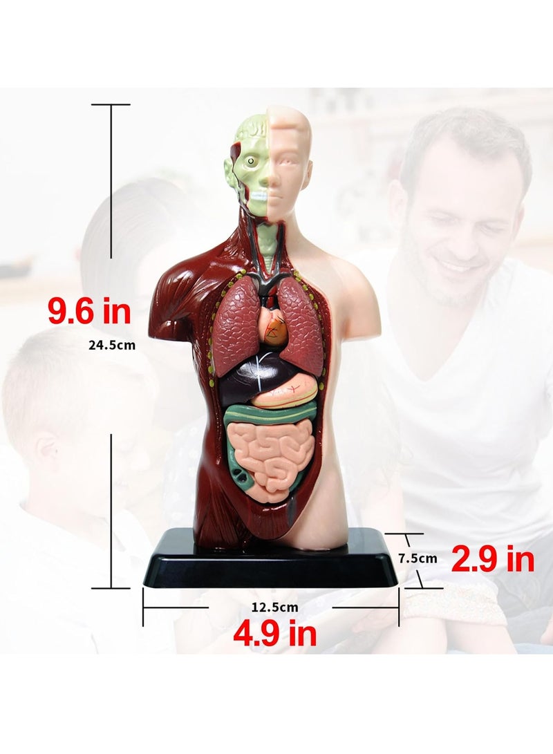 Human Body Assembly Model For Children, 8 Detachable Parts Human Torso Anatomy Model, Preschool And School Medical Education Science Set - Image 2