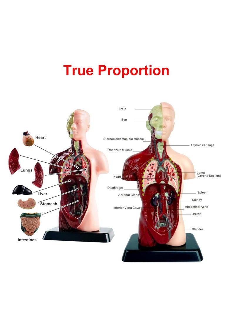 Human Body Assembly Model For Children, 8 Detachable Parts Human Torso Anatomy Model, Preschool And School Medical Education Science Set - Image 4